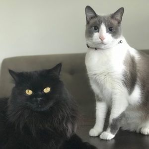 Meet your Posher, Samantha